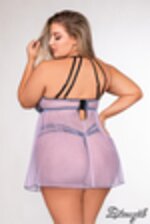 Image de DG12167 - Lavender
