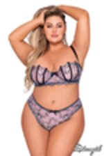 Image de DG12168 - Lavender